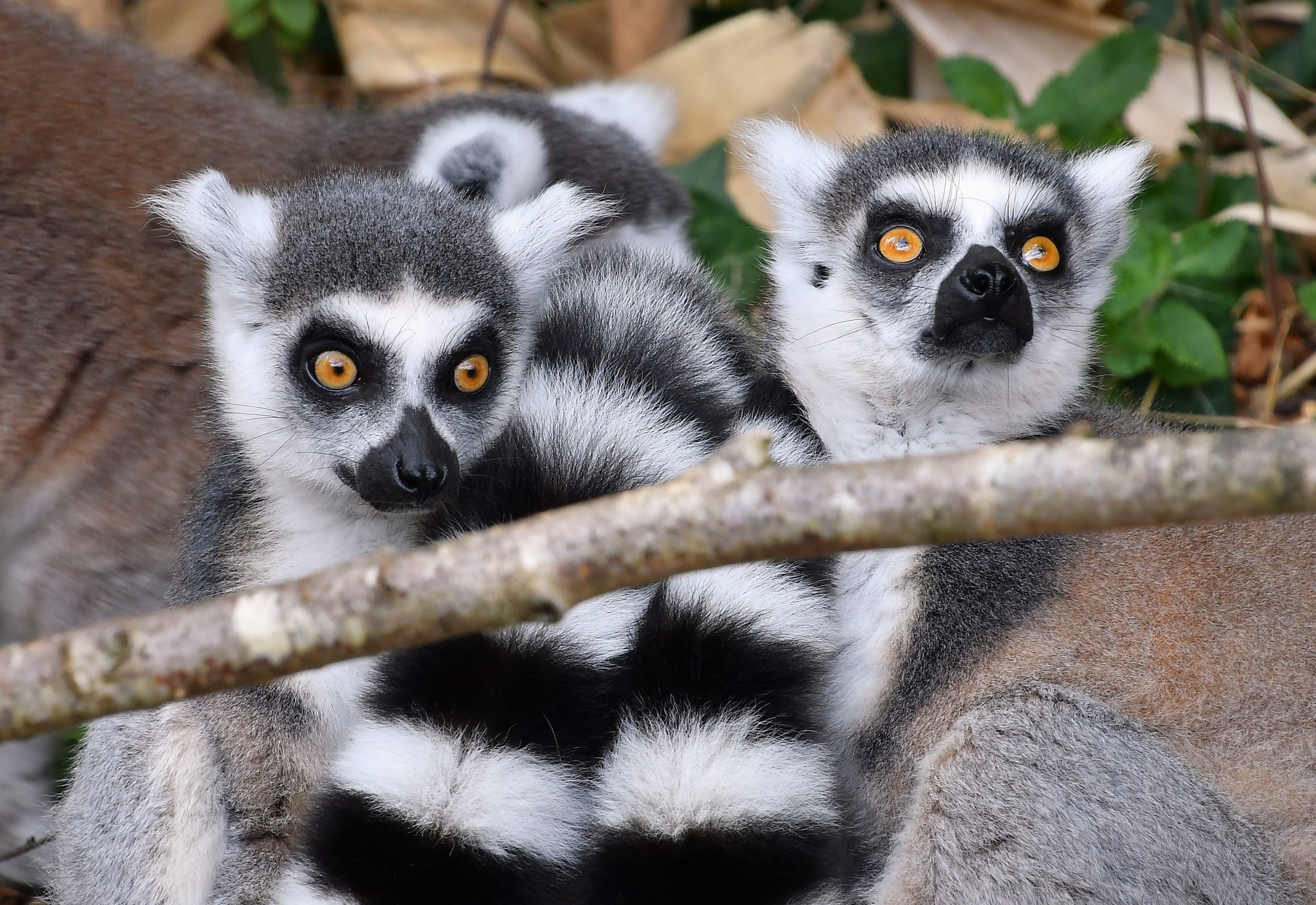 Lemurs Species Under New Threat