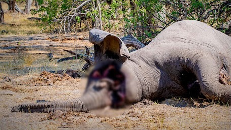 EAGLE battles to save African Giants- Elephants