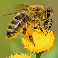 Bees are threatening extinction
