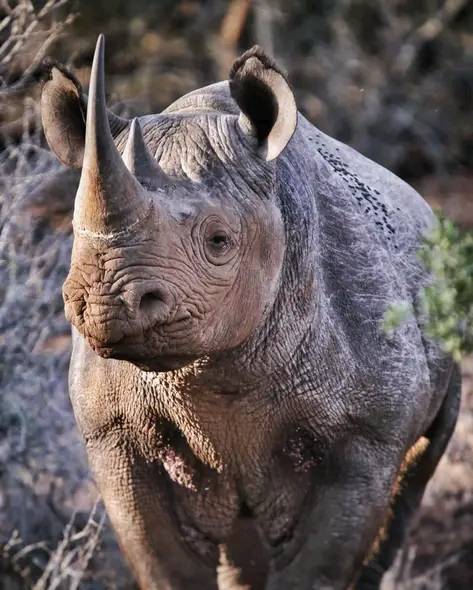 Rampant Poaching Endangers Rhinos